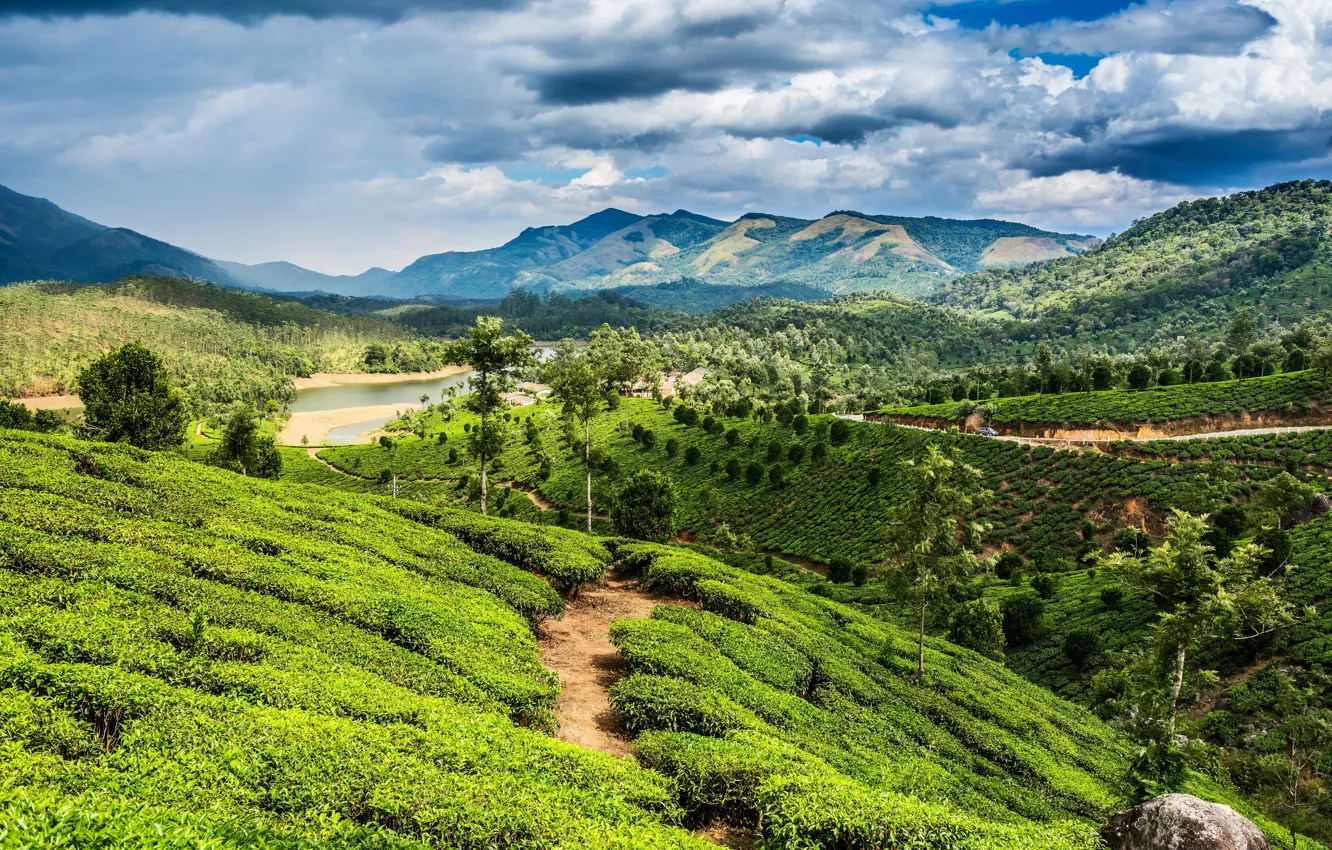 Photo wallpaper greens, field, trees, mountains, river, plantation