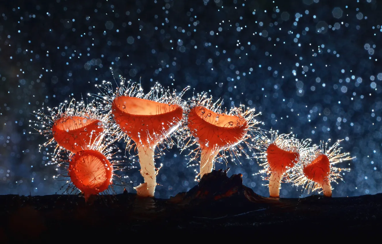 Photo wallpaper drops, orange, the dark background, mushrooms