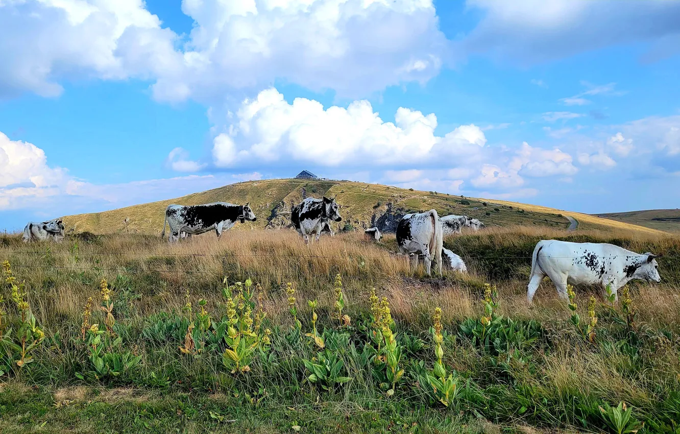 Photo wallpaper clouds, blue, hills, plant, cows, slope, pasture, farm
