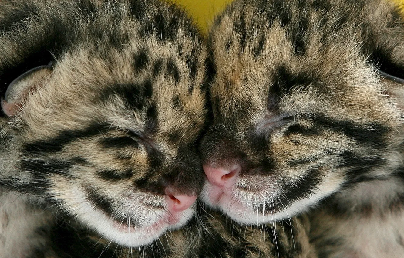 Photo wallpaper together, kittens, two, a couple, sleep, spotted