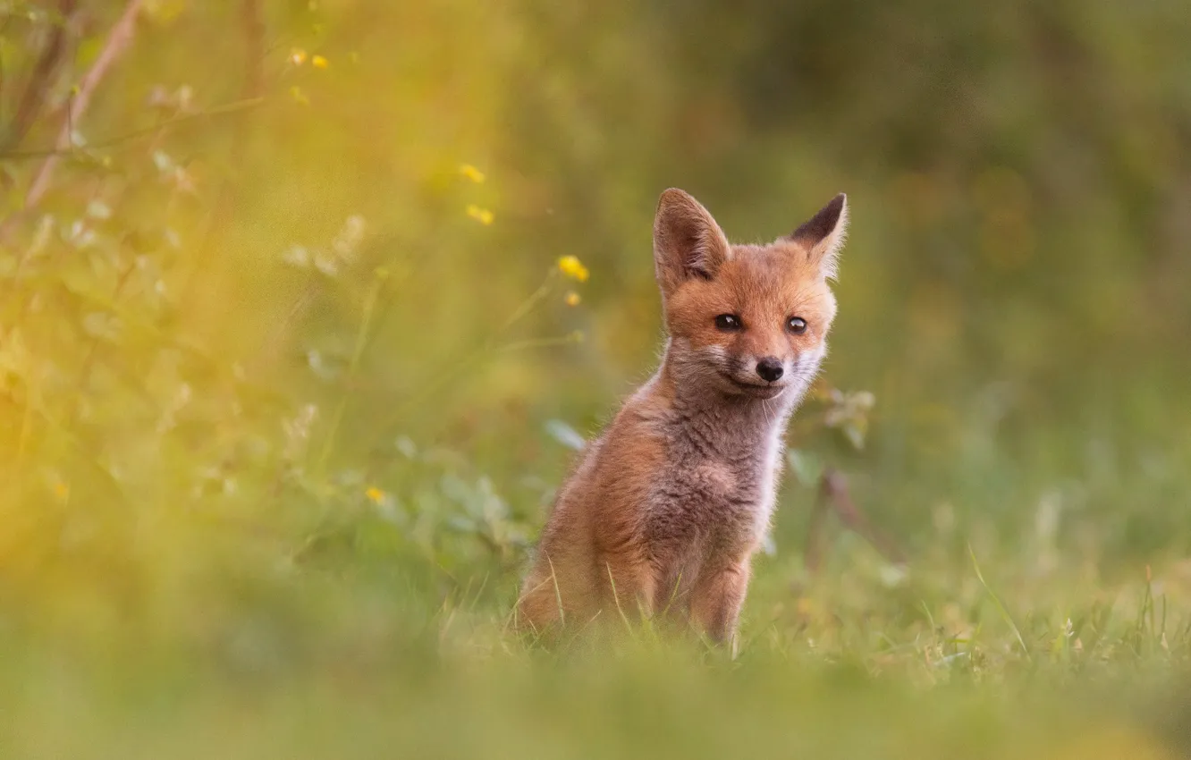 Photo wallpaper Fox, red, cub, bokeh, Fox
