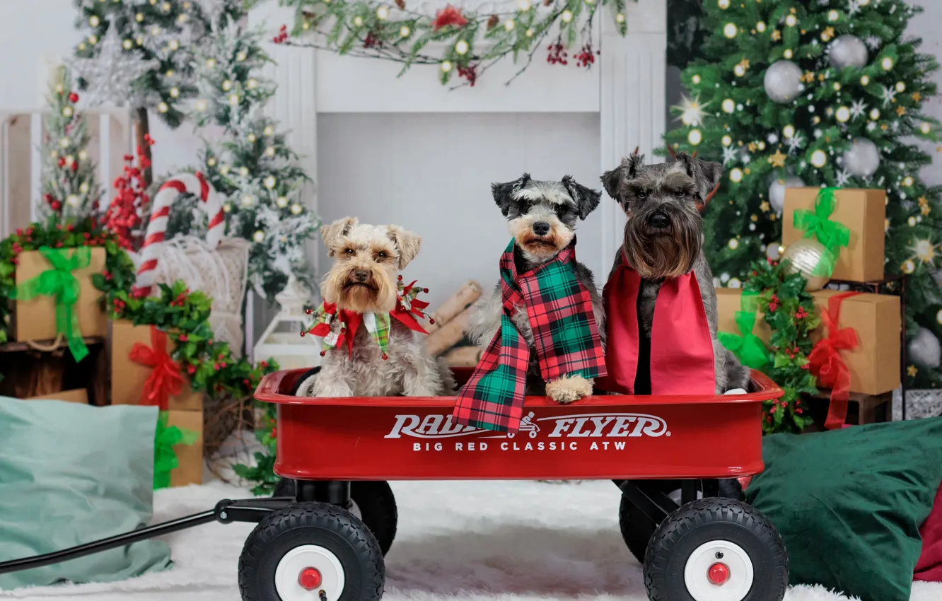 Photo wallpaper dogs, Christmas, gifts, New year, truck, tree, trio, decoration