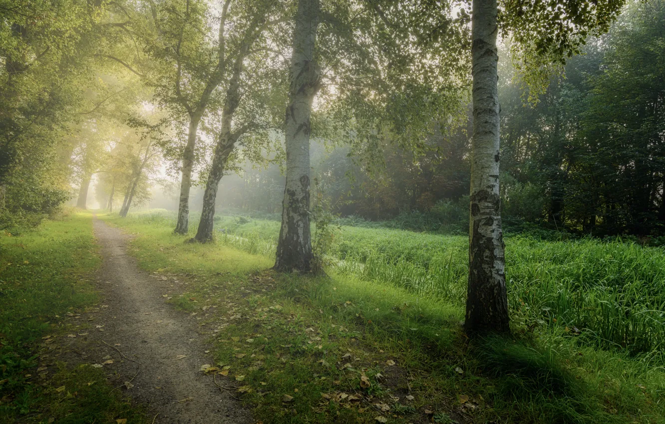 Photo wallpaper road, autumn, forest, grass, light, trees, fog, Park