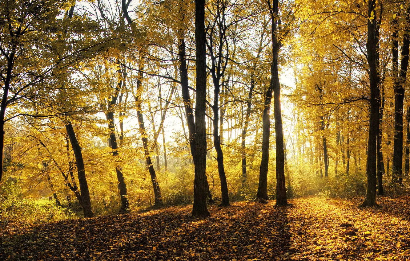 Photo wallpaper autumn, forest, leaves, light, trees