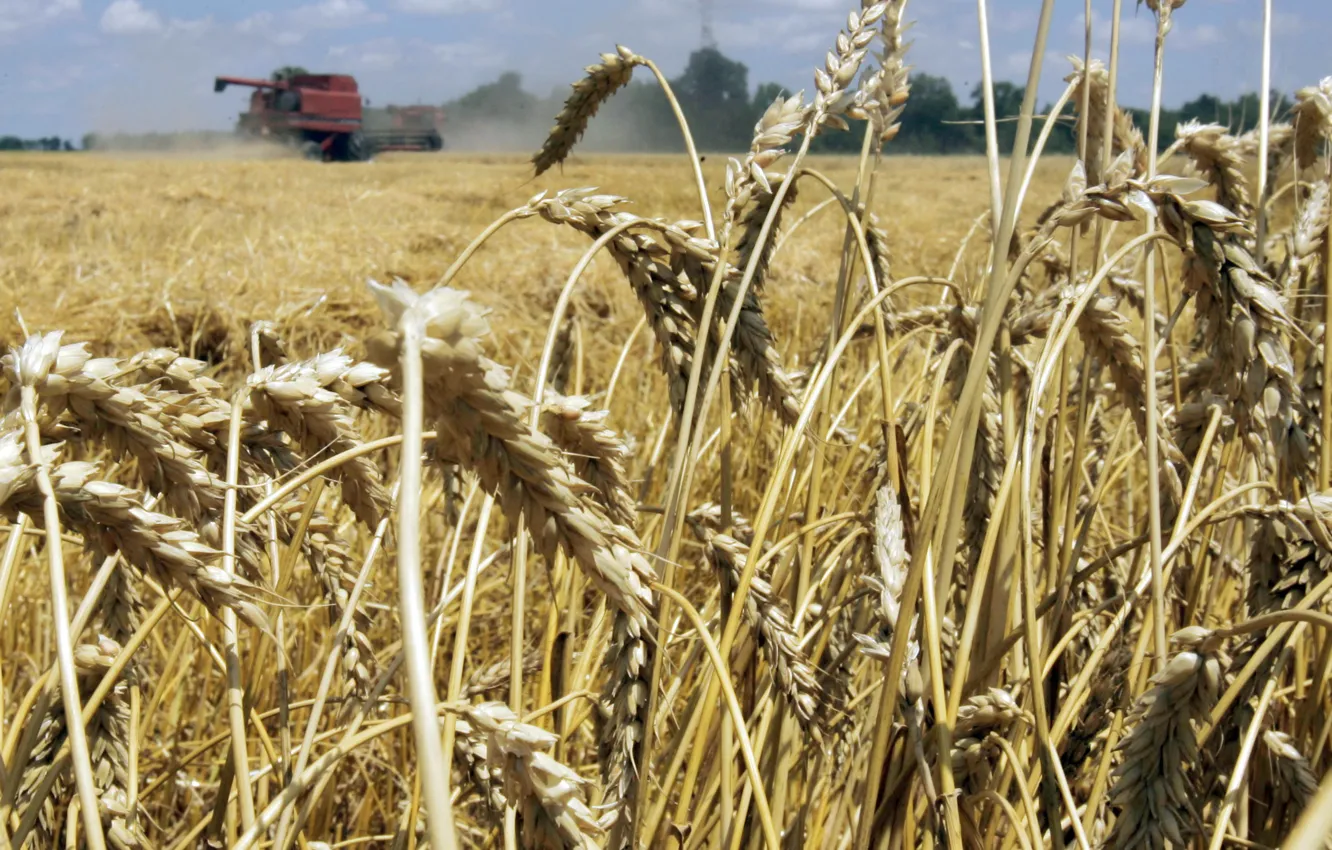 Photo wallpaper wheat, field, cleaning, harvester