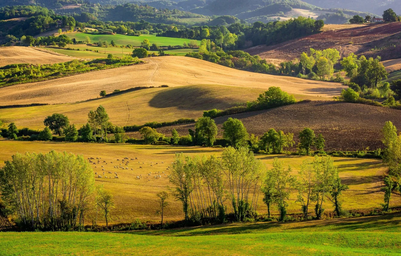 Photo wallpaper field, trees, landscape, nature, hills, beauty