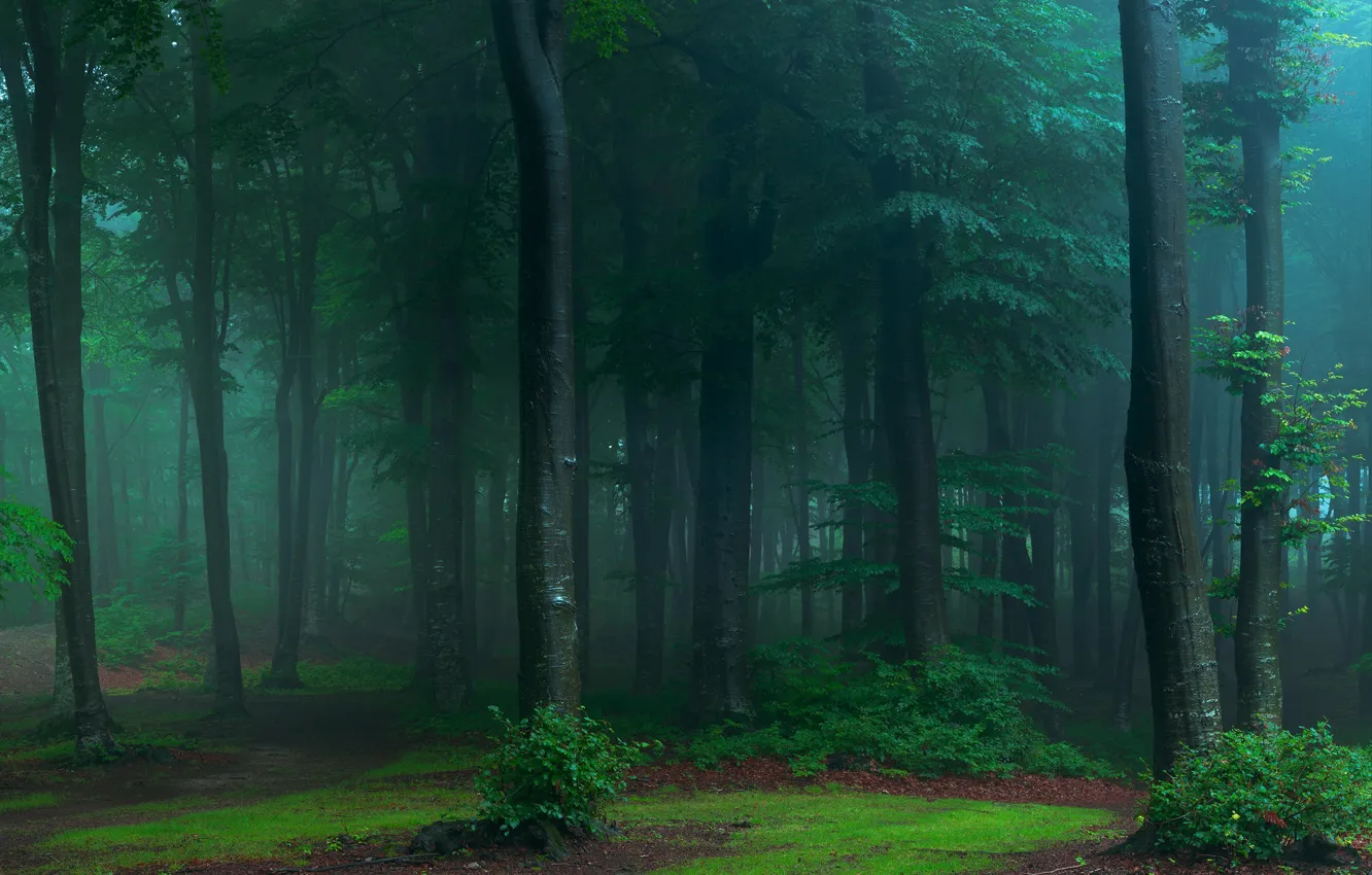 Photo wallpaper forest, trees, nature
