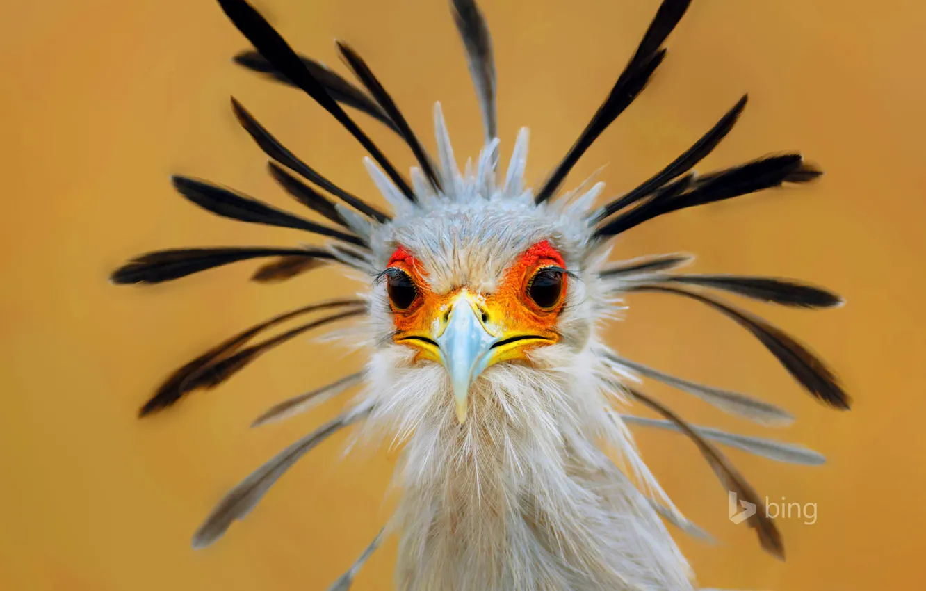 Photo wallpaper eyes, bird, feathers, beak, Secretary, South Africa