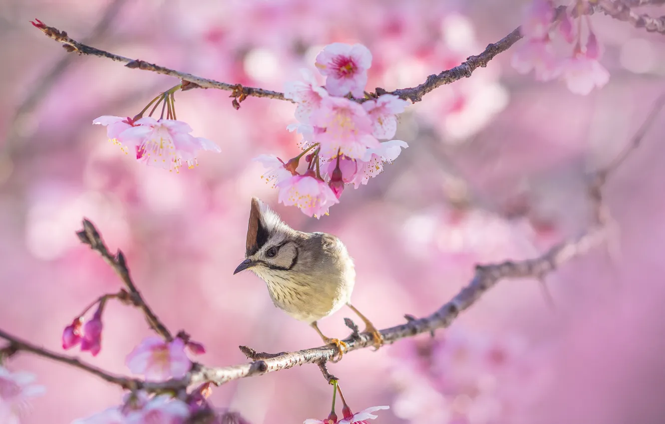 Photo wallpaper bird, spring, flowering, tit