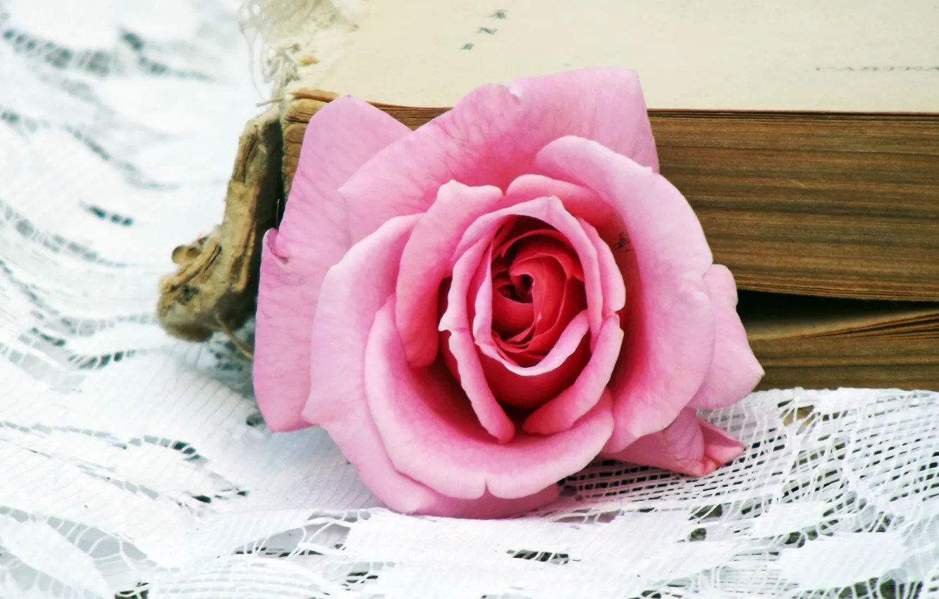 Photo wallpaper pink, Rose, book, rose, pink, book