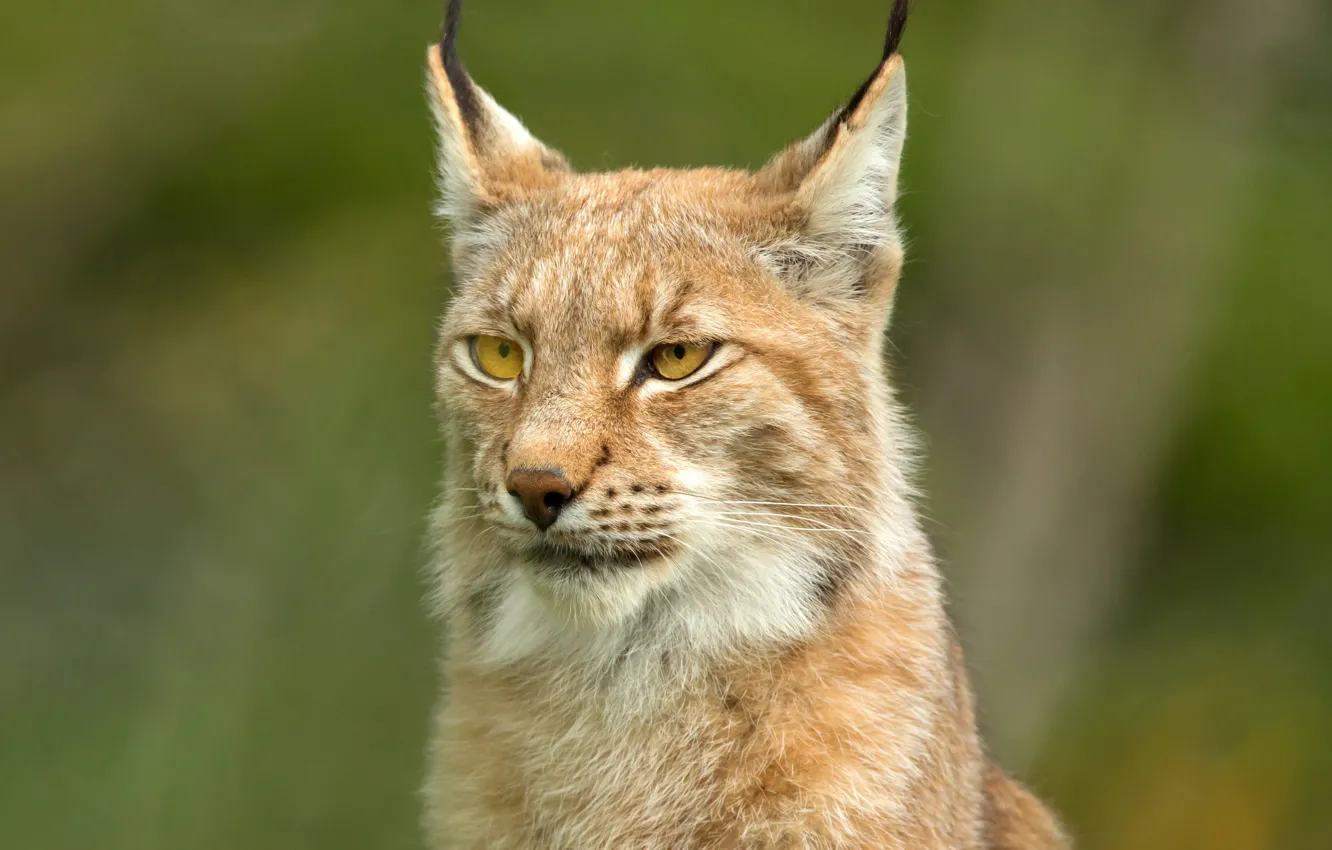 Photo wallpaper face, background, portrait, lynx, wild cat