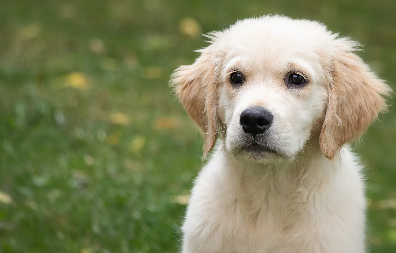 Photo wallpaper Golden Retriever, baby, Retriever, background, face, bokeh, dog, portrait