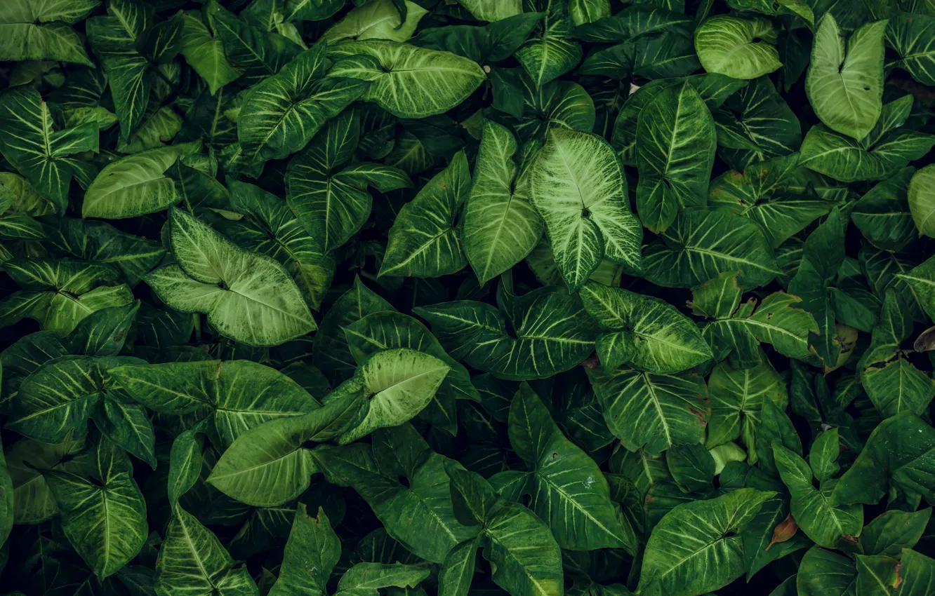 Photo wallpaper greens, leaves, green, texture, a lot, syngonium