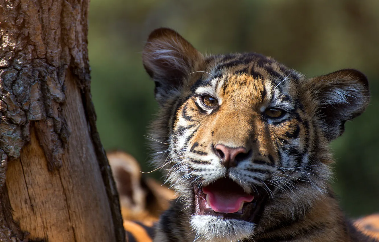 Photo wallpaper light, trees, tiger, face, tiger