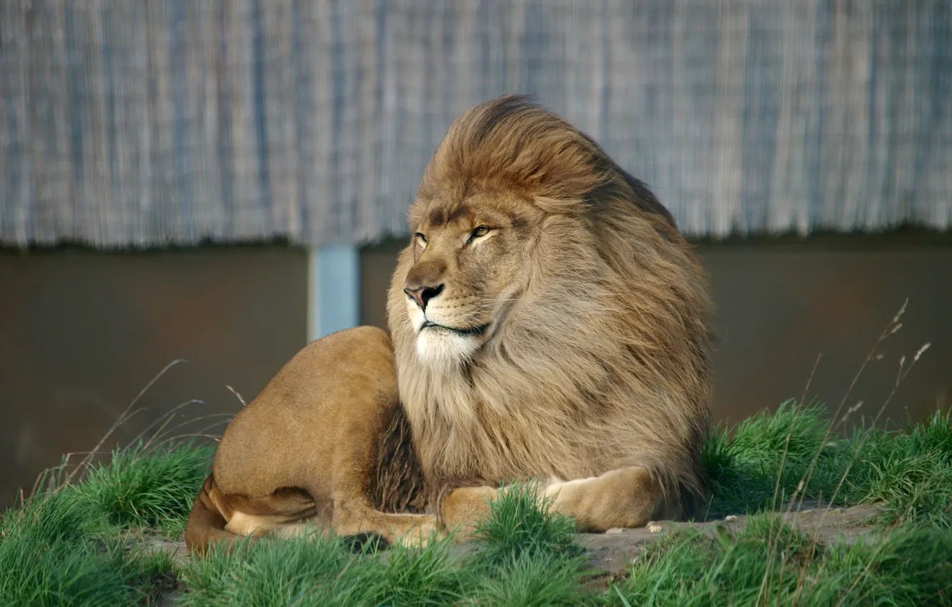Photo wallpaper grass, eyes, look, face, stay, Leo