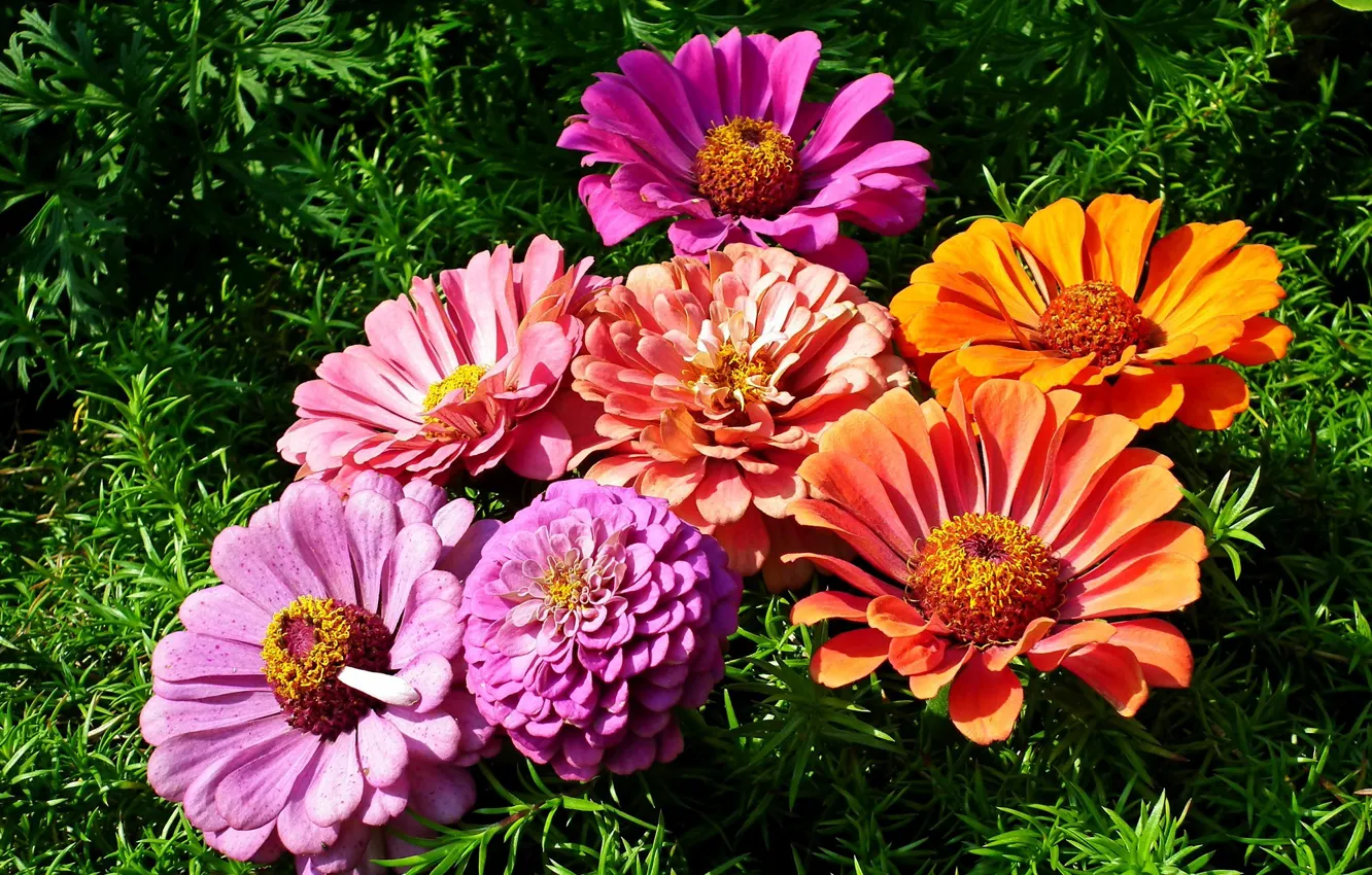 Photo wallpaper flowers, bouquet, weed, Zinnia