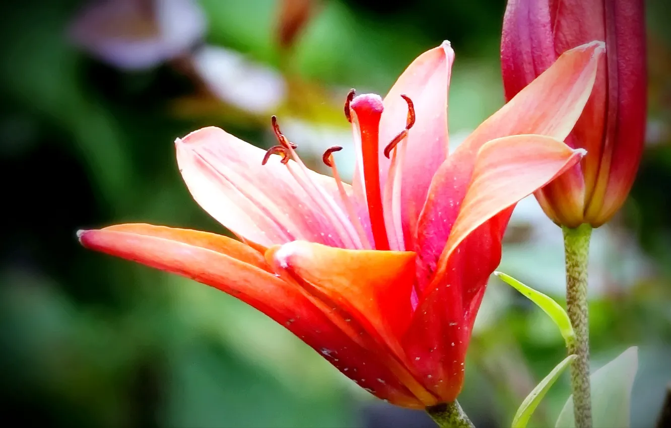 Photo wallpaper flowers, beautiful, air