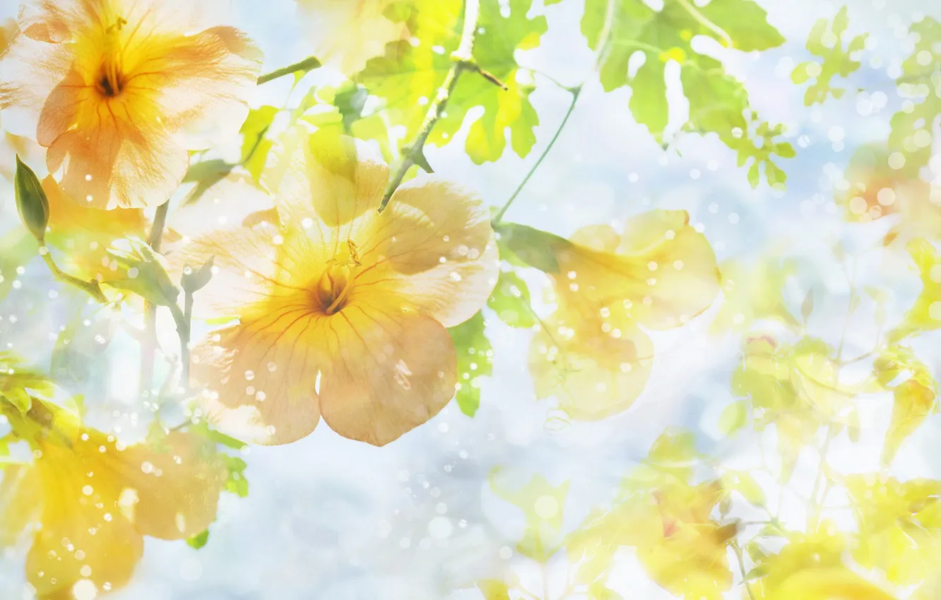 Photo wallpaper flowers, Sunny, bokeh