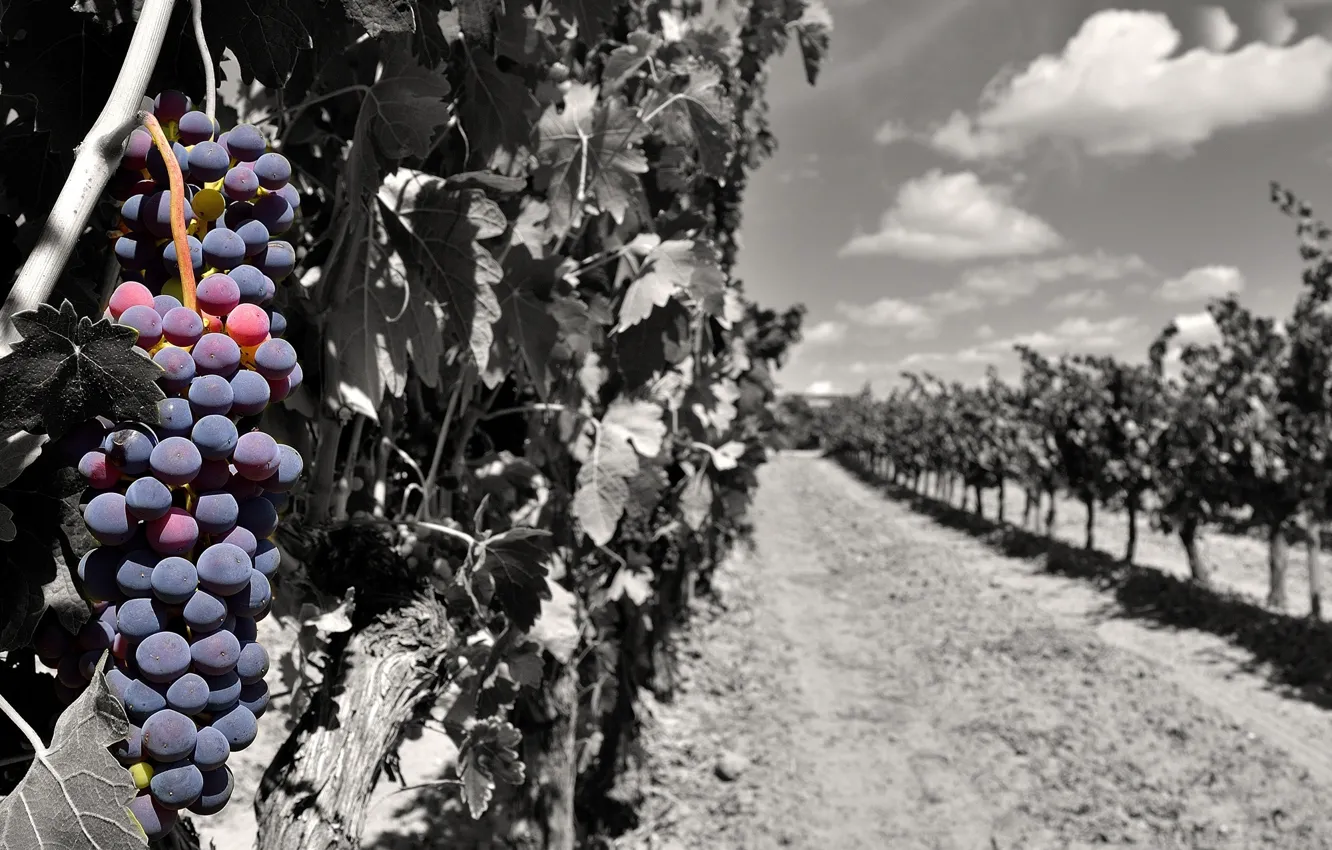 Photo wallpaper color, grapes, bunch