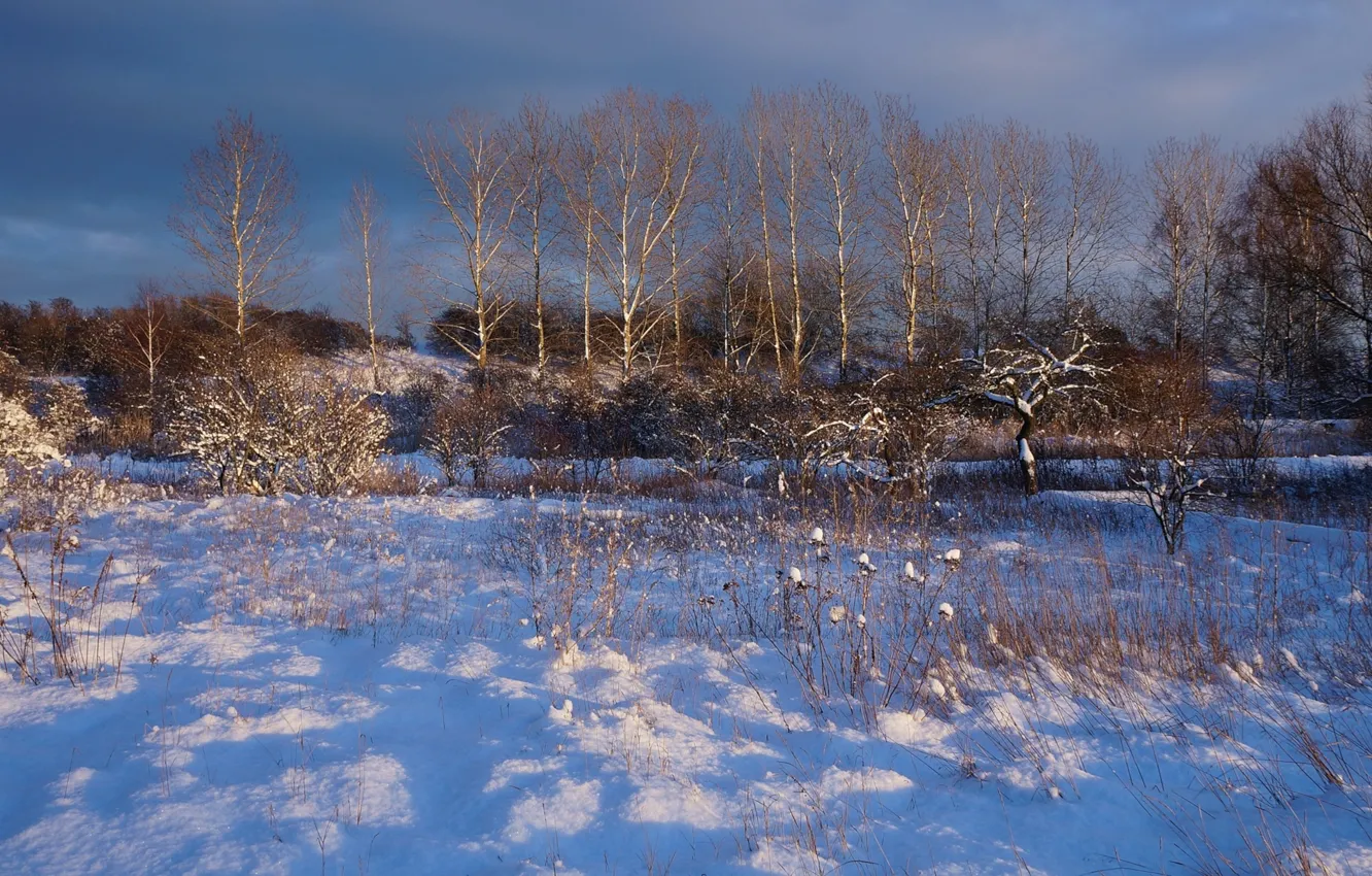 Photo wallpaper winter, snow, tree, cold