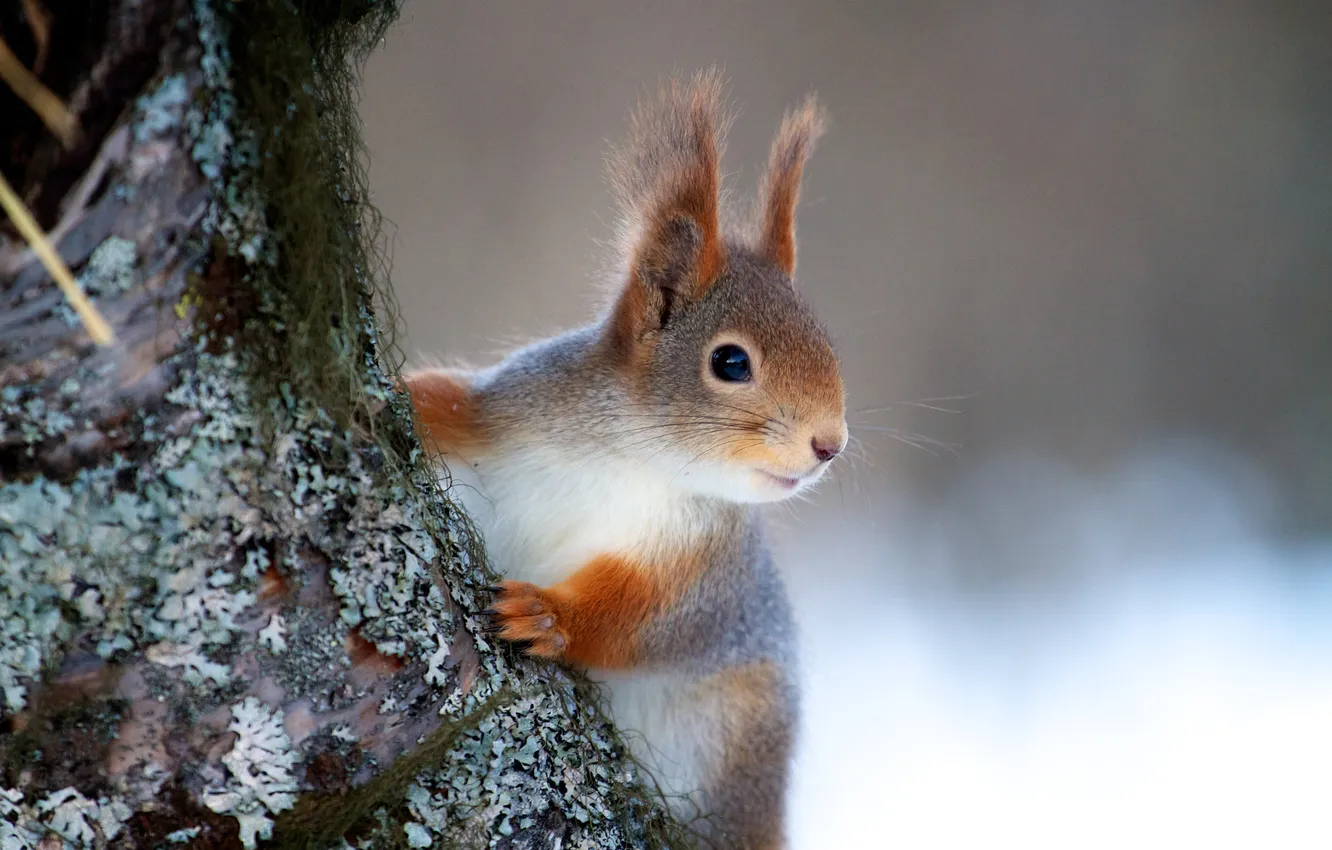Photo wallpaper winter, look, snow, trees, nature, portrait, protein, muzzle