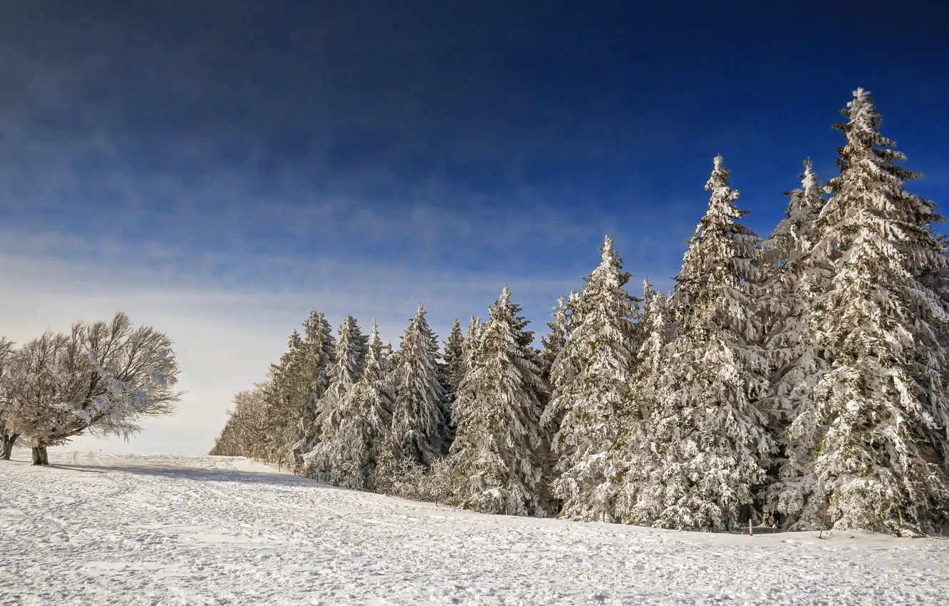 Photo wallpaper winter, frost, field, forest, the sky, clouds, snow, trees