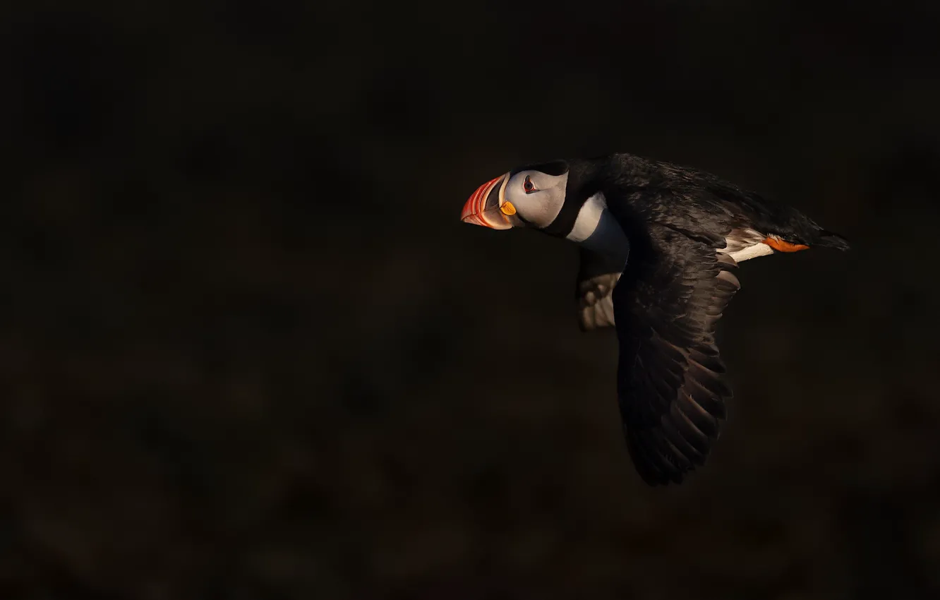 Photo wallpaper flight, the dark background, Atlantic puffin, Fratercula arctica, puffin, Stalled