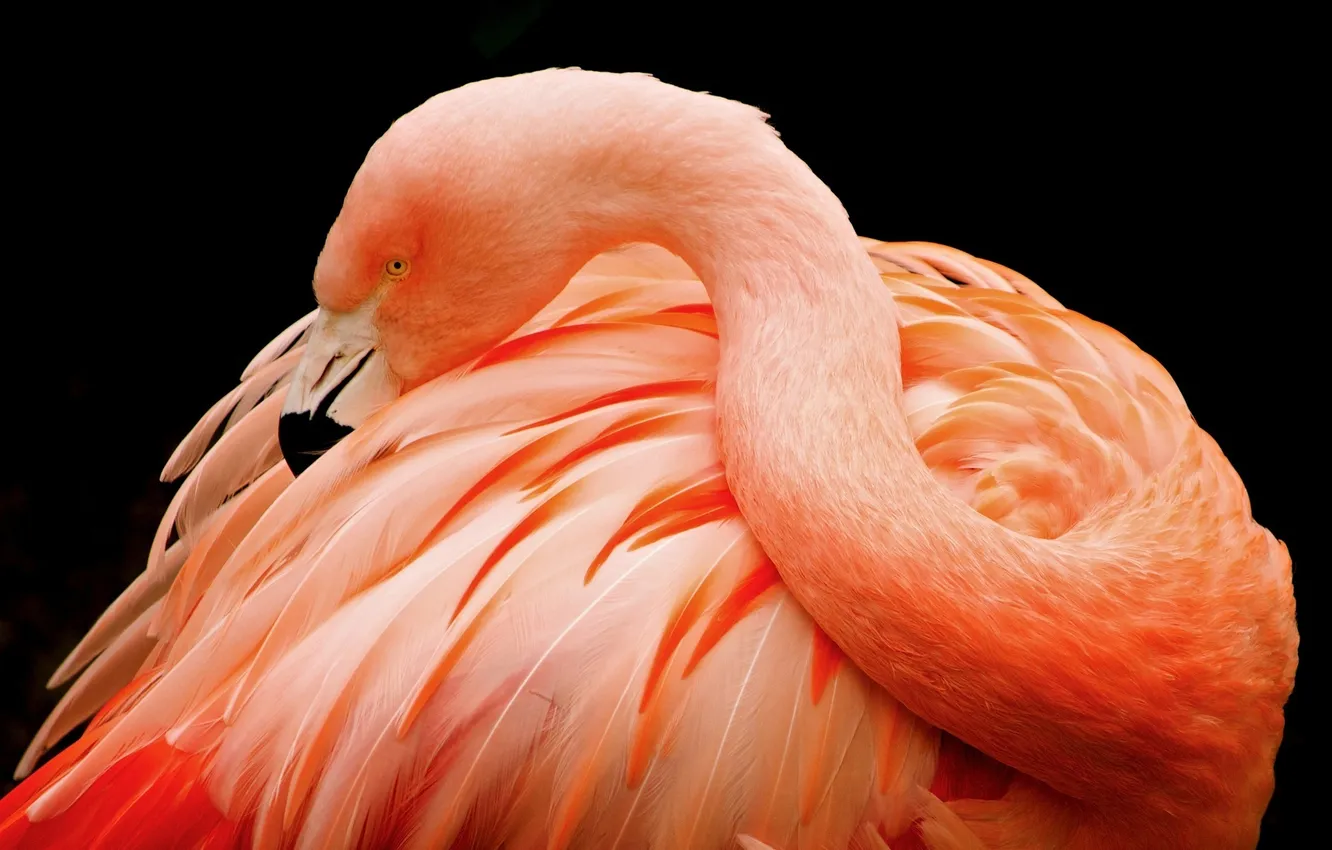 Photo wallpaper the dark background, pink, bird, feathers, beak, Flamingo