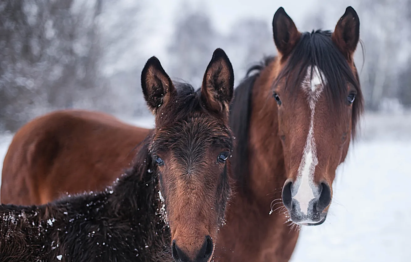 Photo wallpaper nature, background, horse