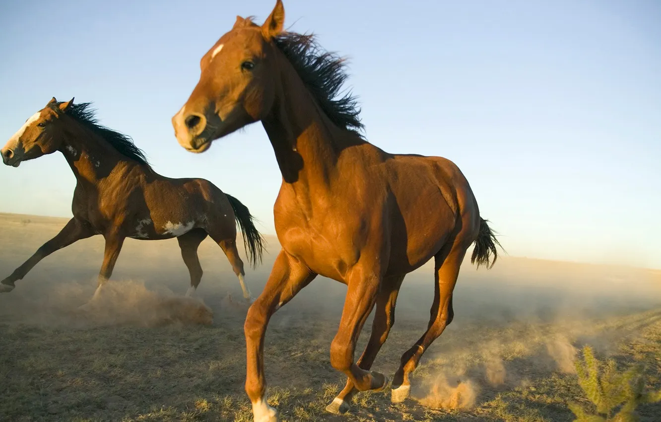 Photo wallpaper field, the sky, dust, horse, running, allure