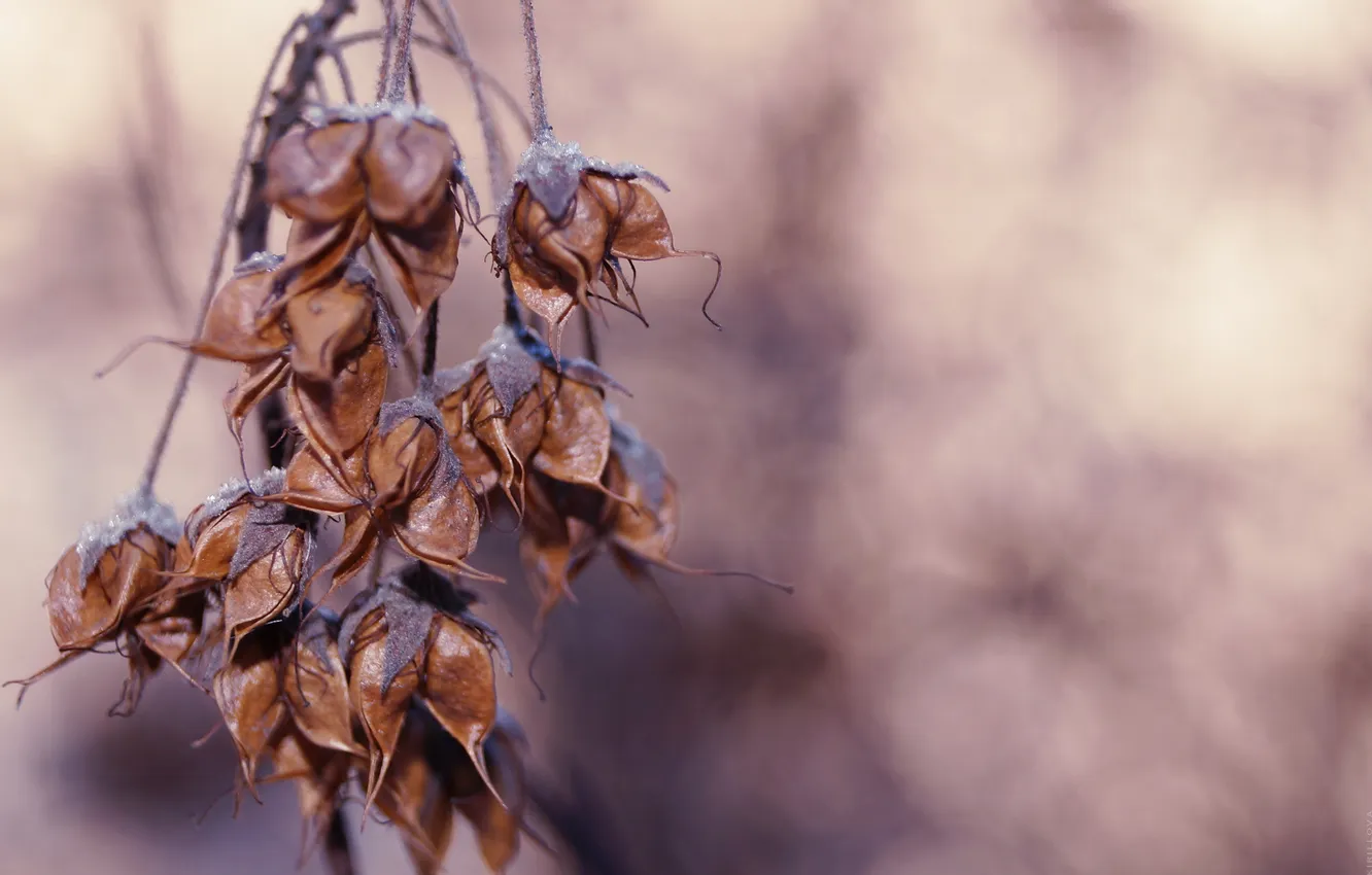 Photo wallpaper macro, branches, nature