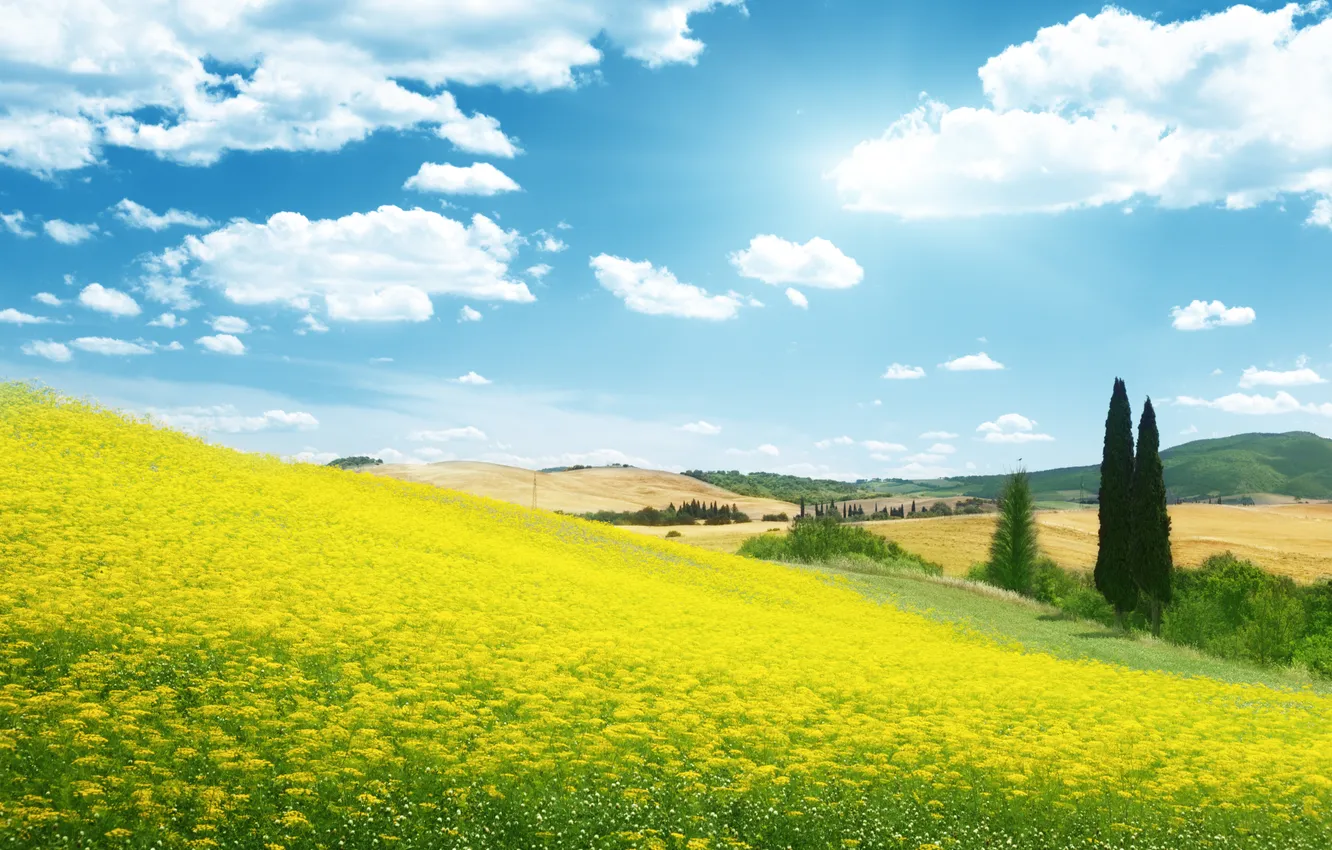 Photo wallpaper field, the sky, clouds, landscape, flowers, nature
