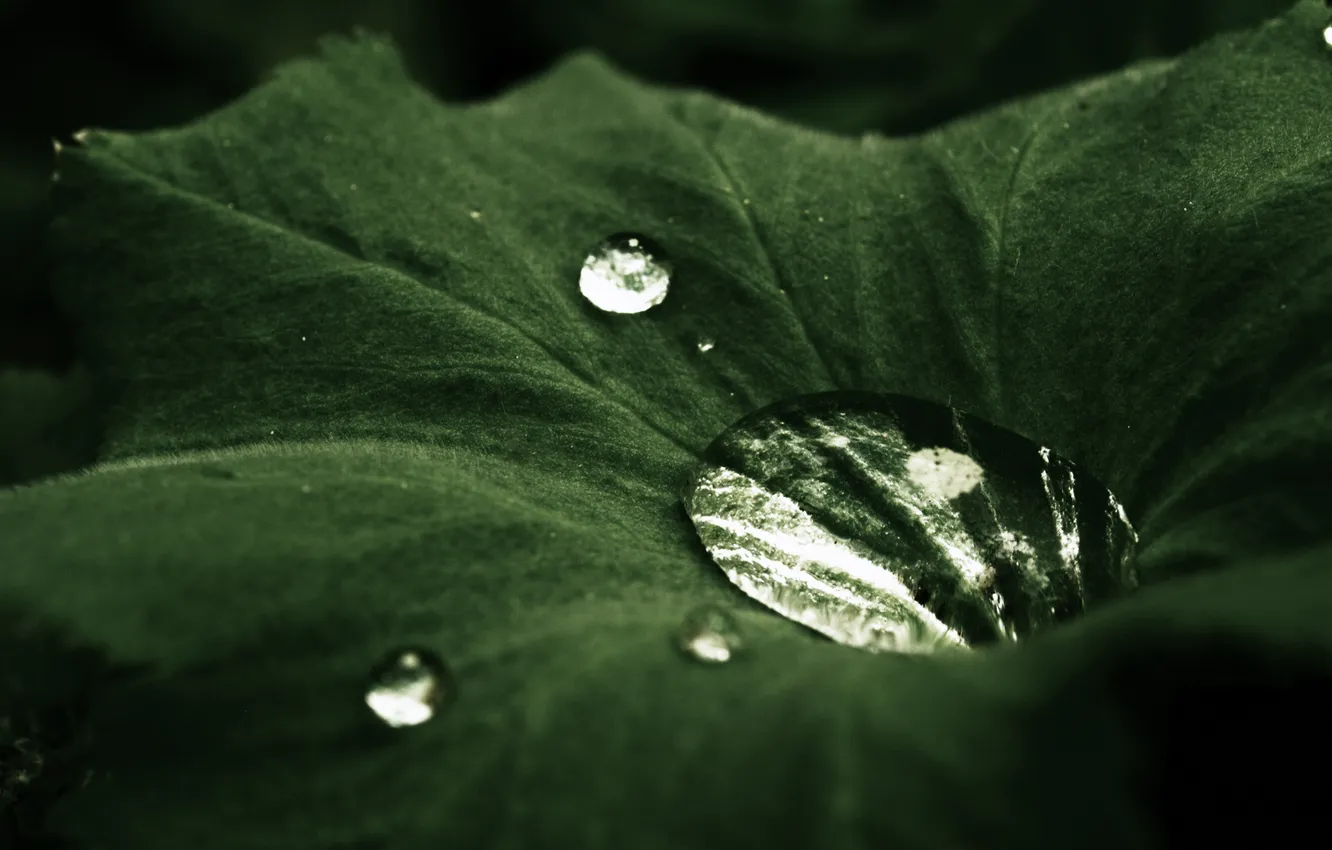 Photo wallpaper leaves, drops, velvet, Tale