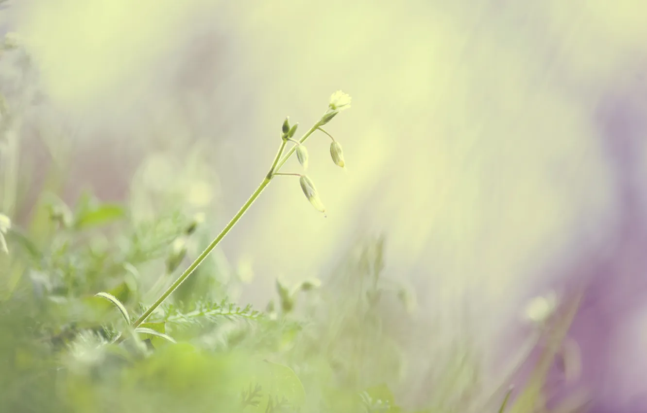 Photo wallpaper greens, grass, macro, light, nature, green, tenderness, plant