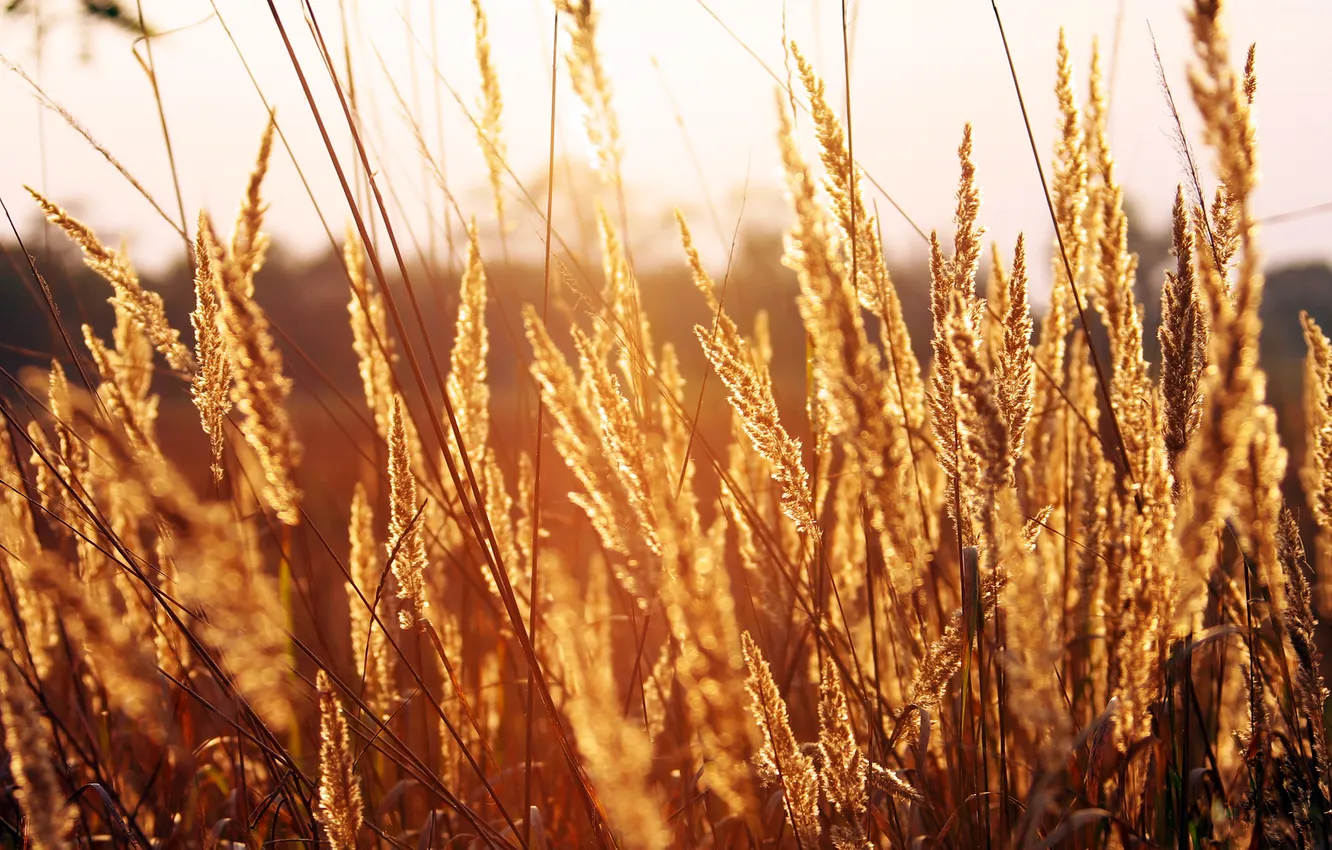 Photo wallpaper field, grass, leaves, the sun, light, sunset, yellow, the evening