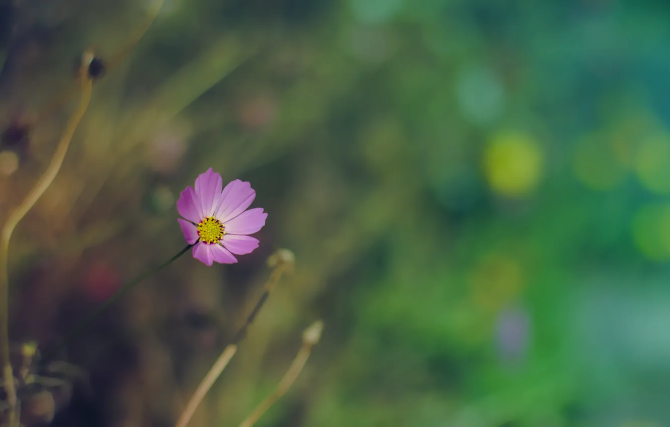 Photo wallpaper purple, space, macro, flowers, color, cosmos, bokeh, kosmeya