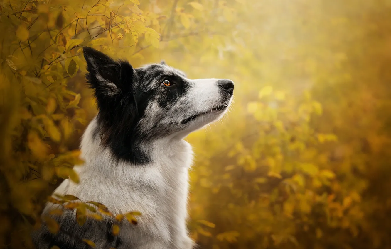 Photo wallpaper autumn, face, branches, portrait, dog, profile, bokeh, the border collie