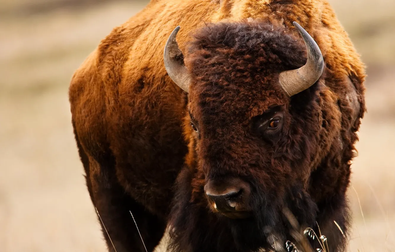 Photo wallpaper bison, animal themes, American Buffalo, brown and black fur coat