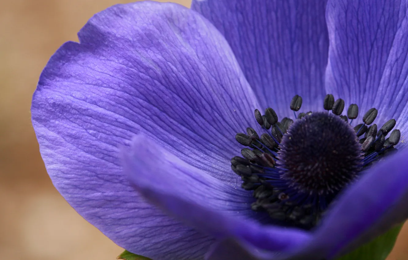 Photo wallpaper flowers, nature, plant, petals, anemones
