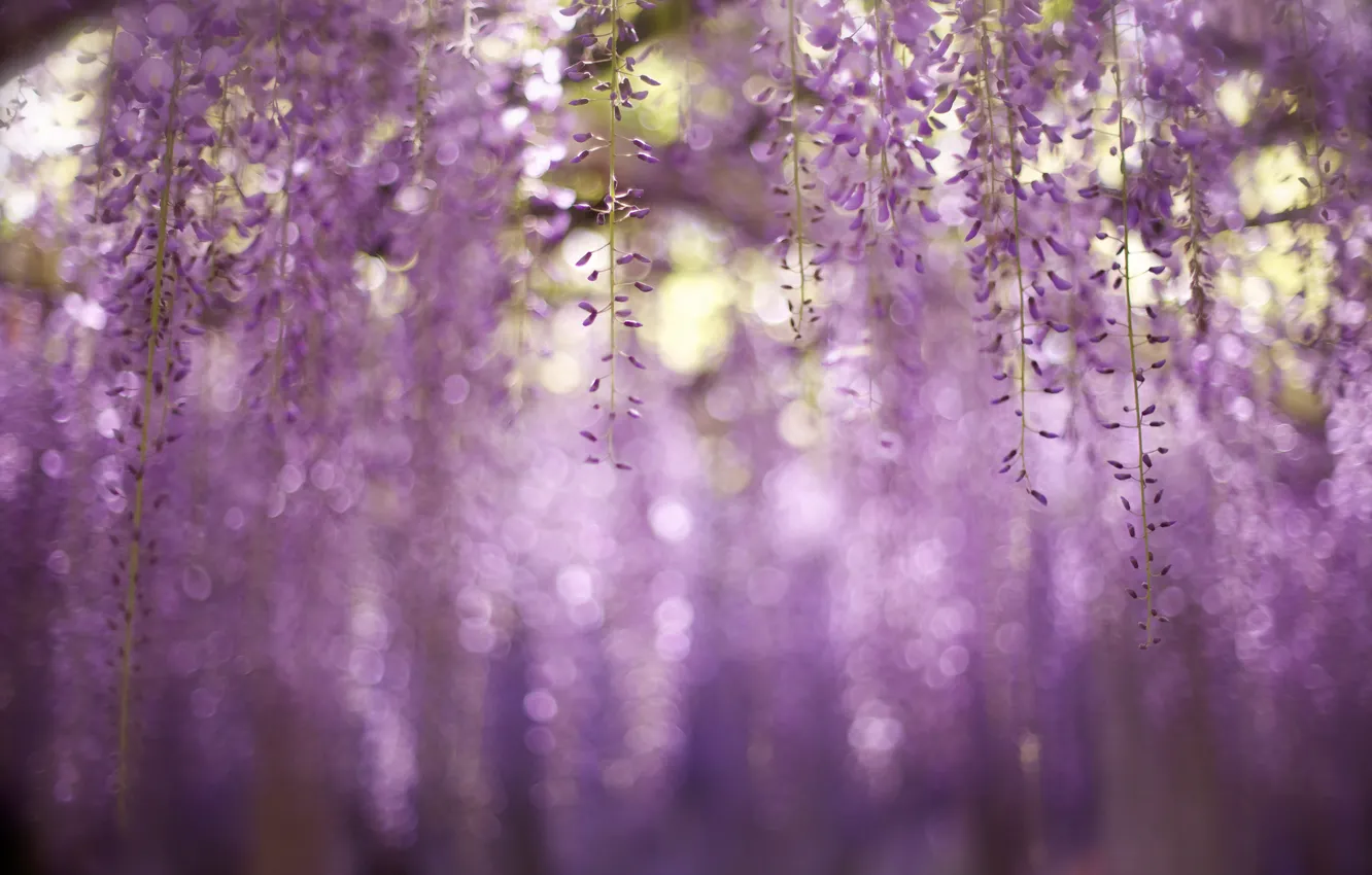 Photo wallpaper macro, flowers, nature, bokeh