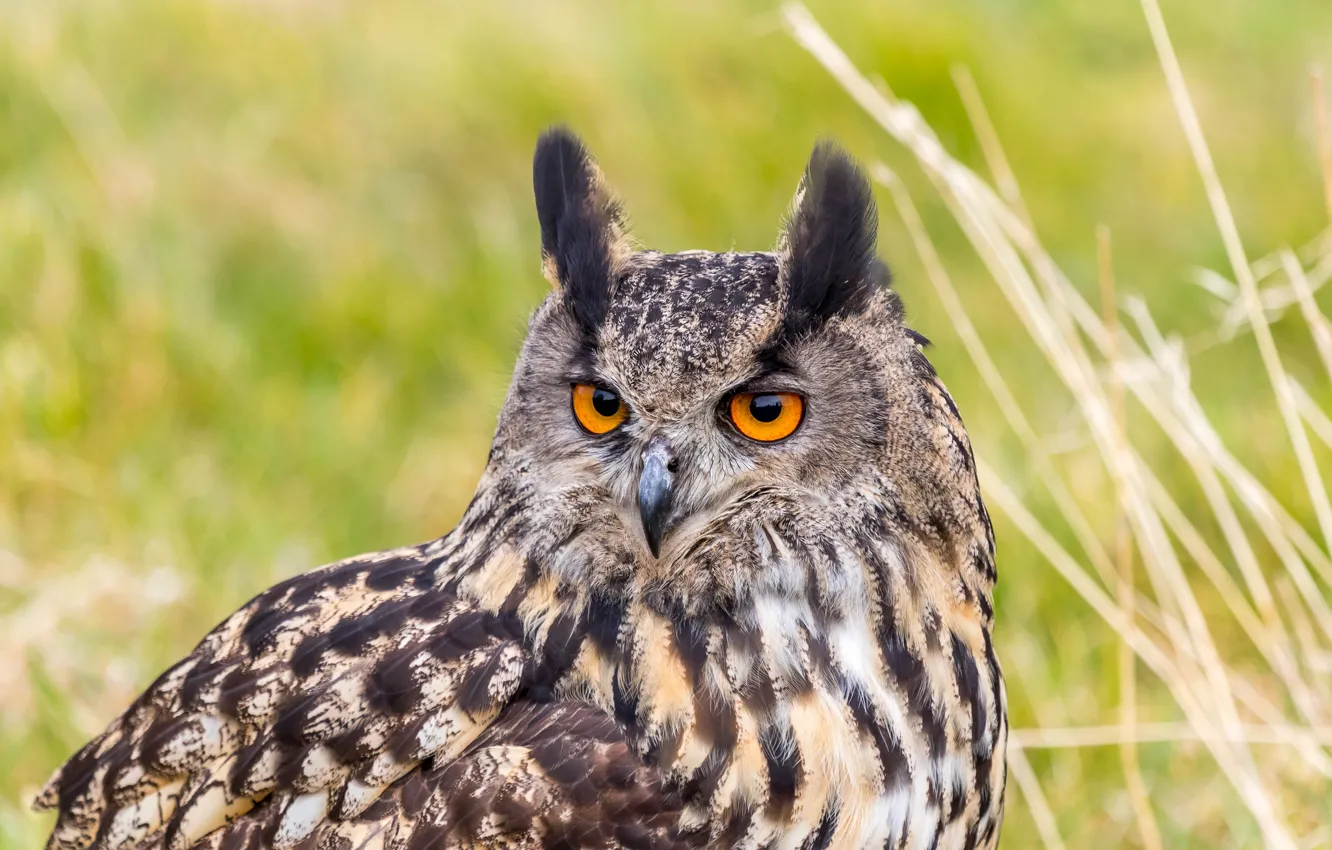 Photo wallpaper look, bird, portrait, predator, owl, eagle owl, Bubo Bubo, Eurasian Eagle Owl