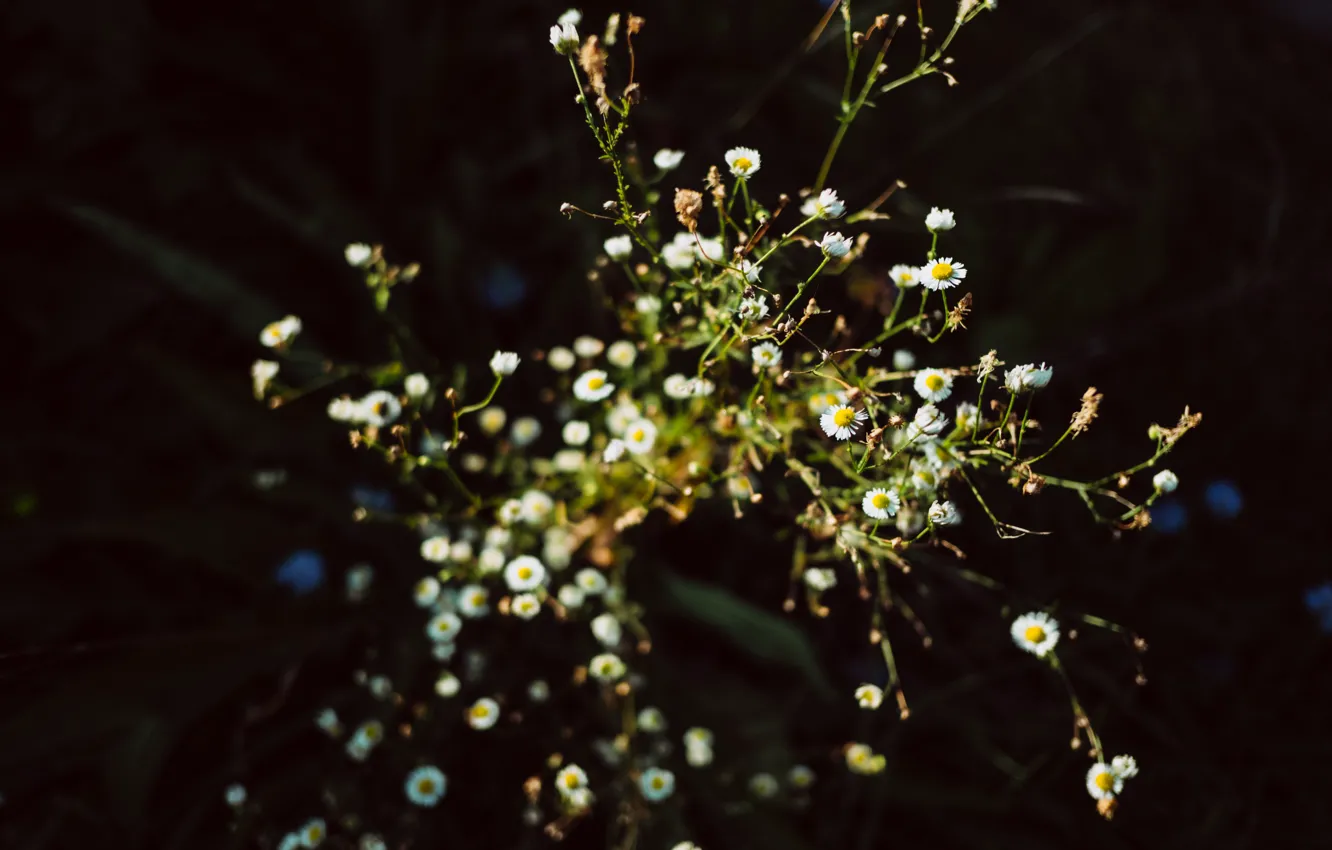 Photo wallpaper flowers, nature, plant, chamomile, flower, nature, flowers, garden