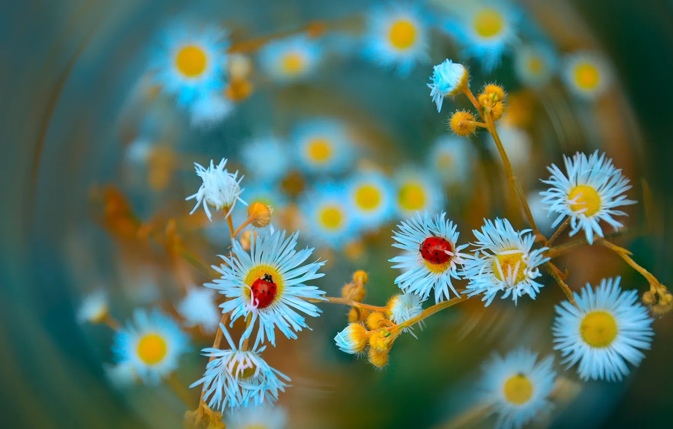 Photo wallpaper macro, flowers, nature, ladybugs, Katrin Suroleiska