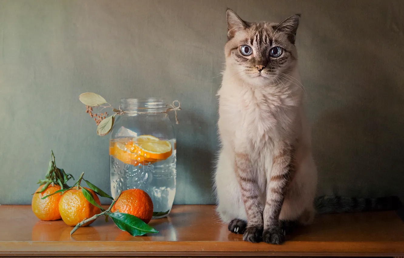 Photo wallpaper cat, cat, oranges, Bank, still life