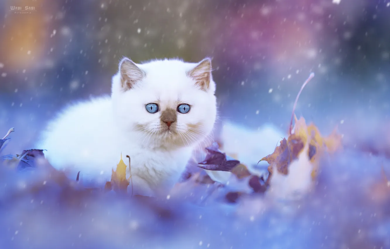 Photo wallpaper cat, cat, kitty