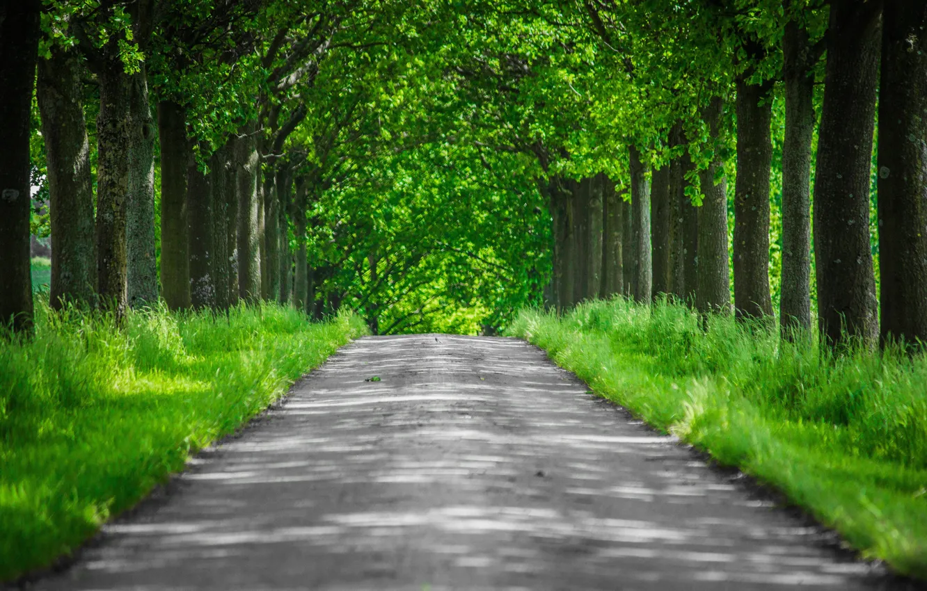 Photo wallpaper forest, landscape, nature, tree