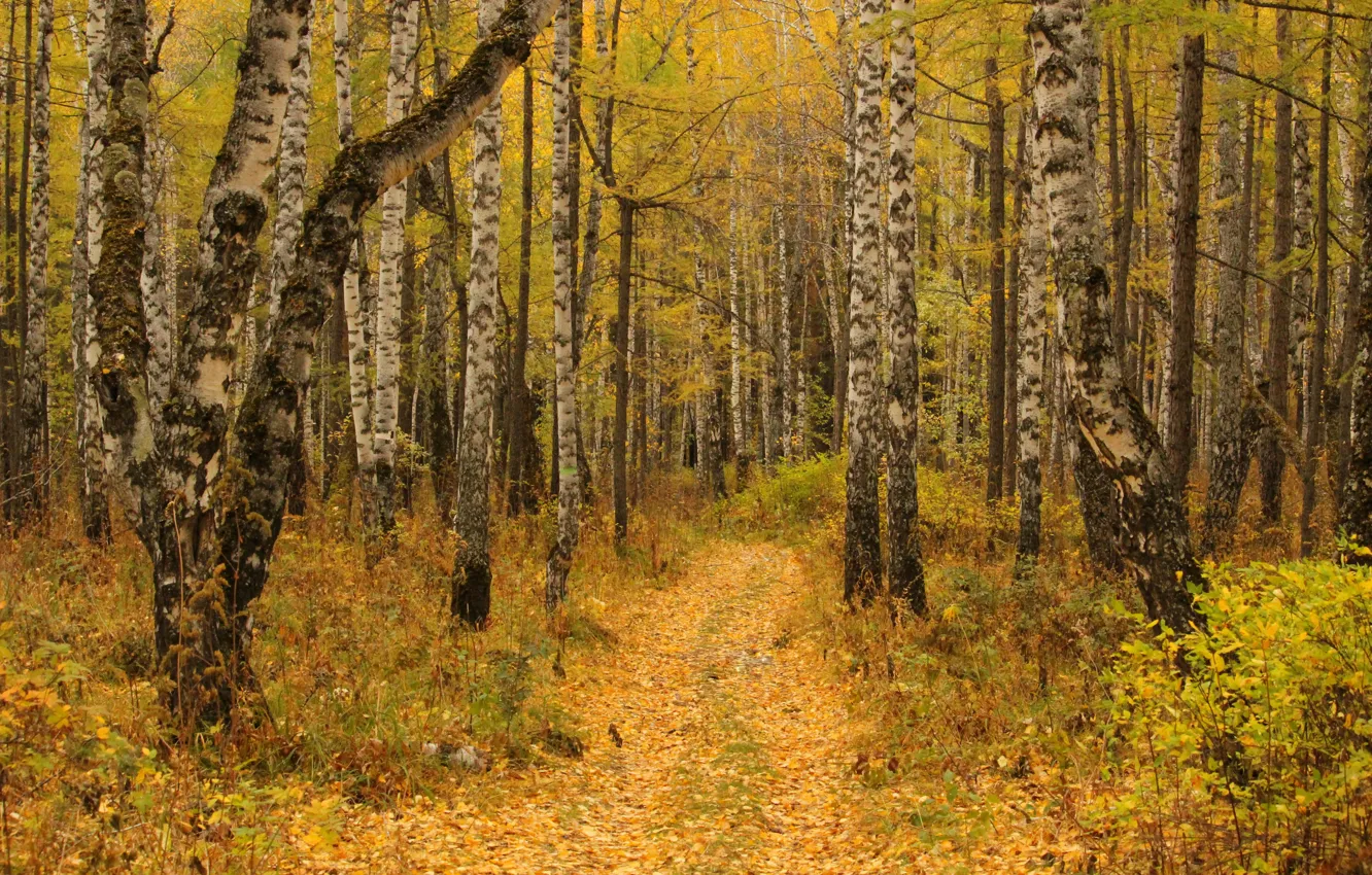 Photo wallpaper autumn, Forest, path