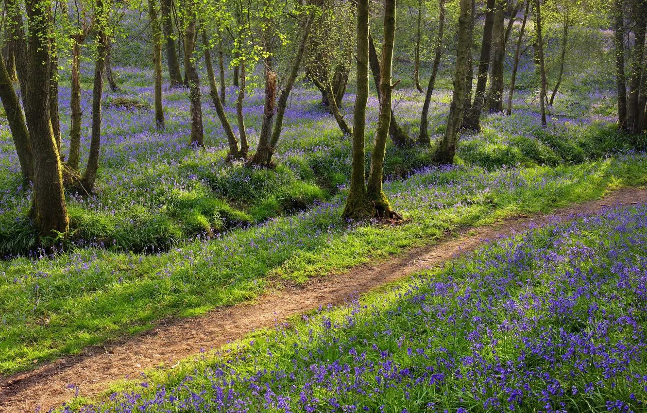 Photo wallpaper forest, trees, flowers, photo, path
