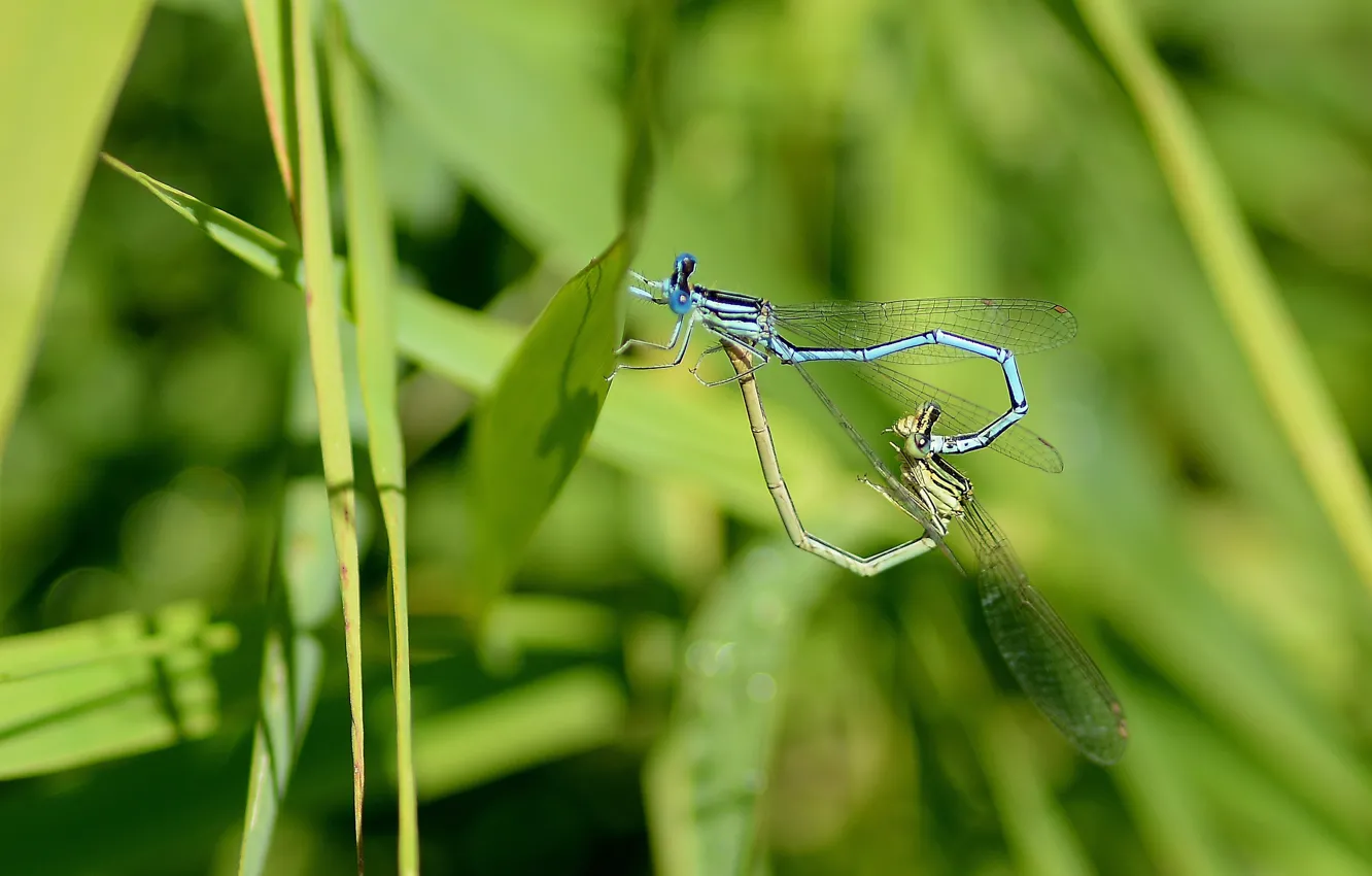 Photo wallpaper summer, grass, love, arrows, dragonflies
