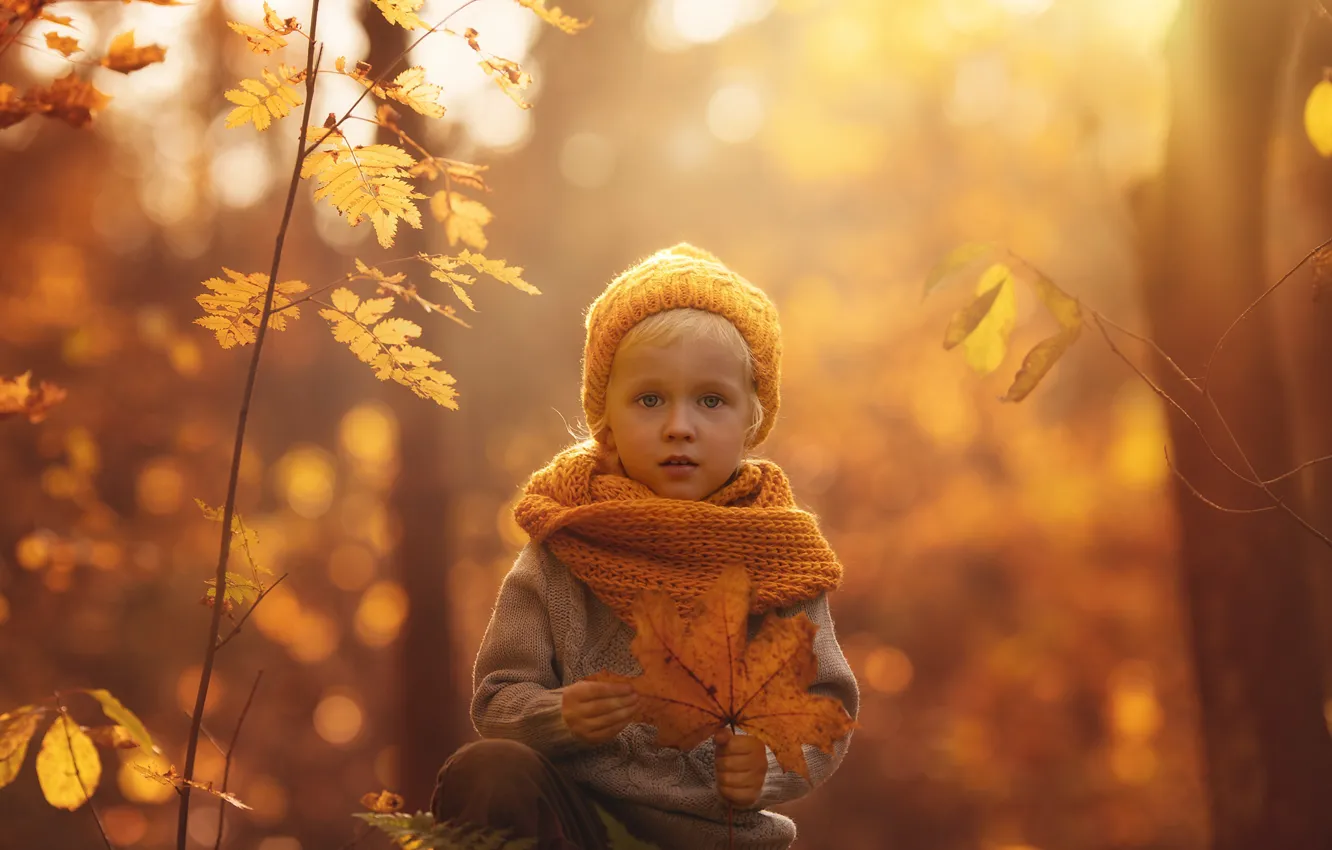 Photo wallpaper autumn, forest, the sun, light, trees, orange, branches, nature